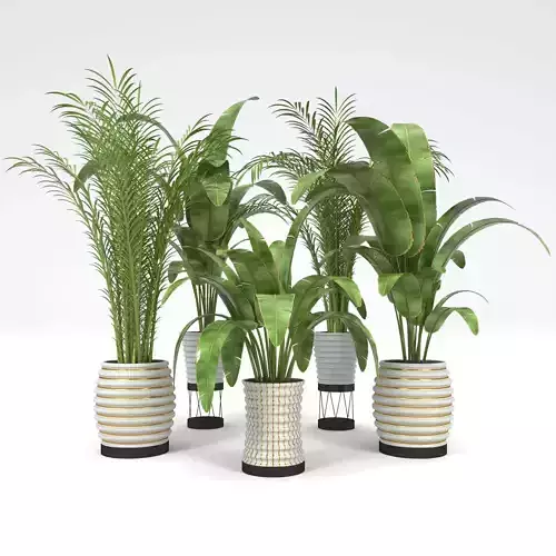 Plants Collection 20 3D model