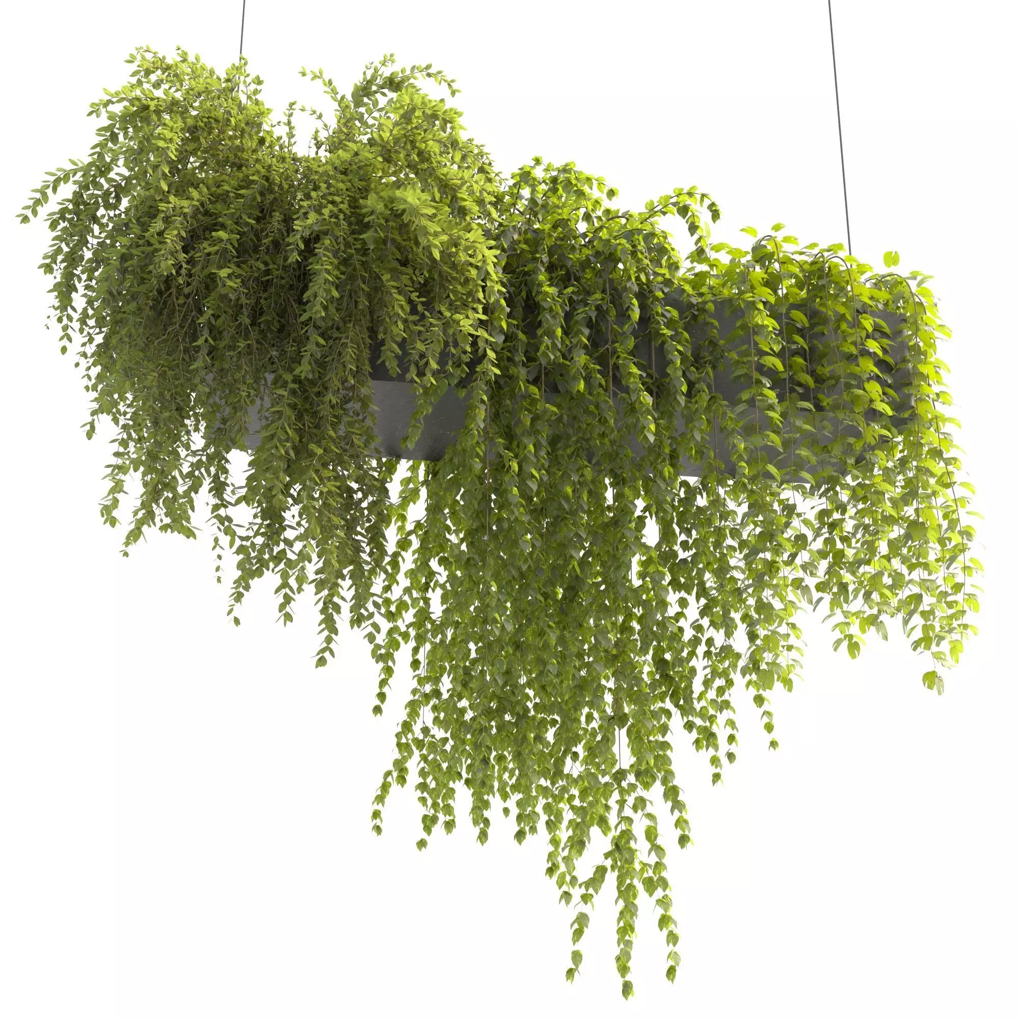 Plants Collection 22 3D model_0