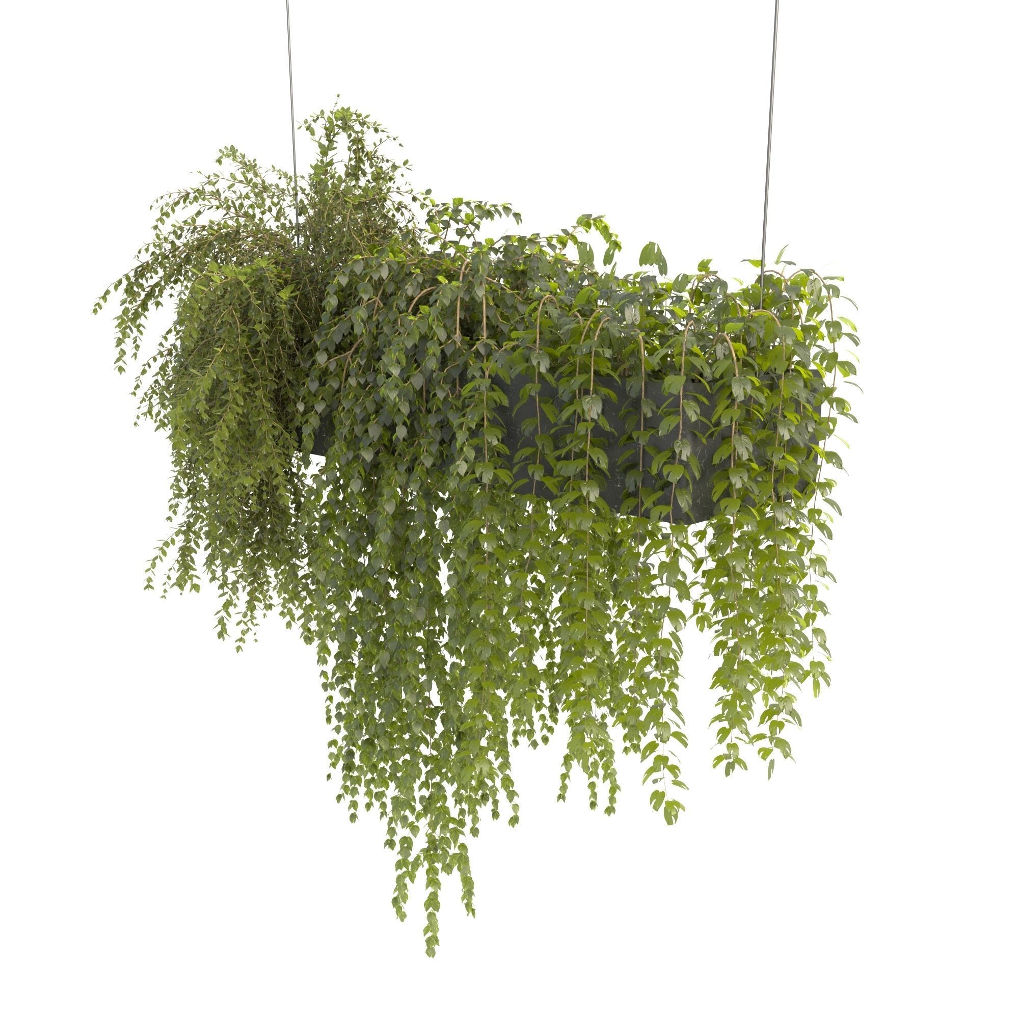 Plants Collection 22 3D model_2