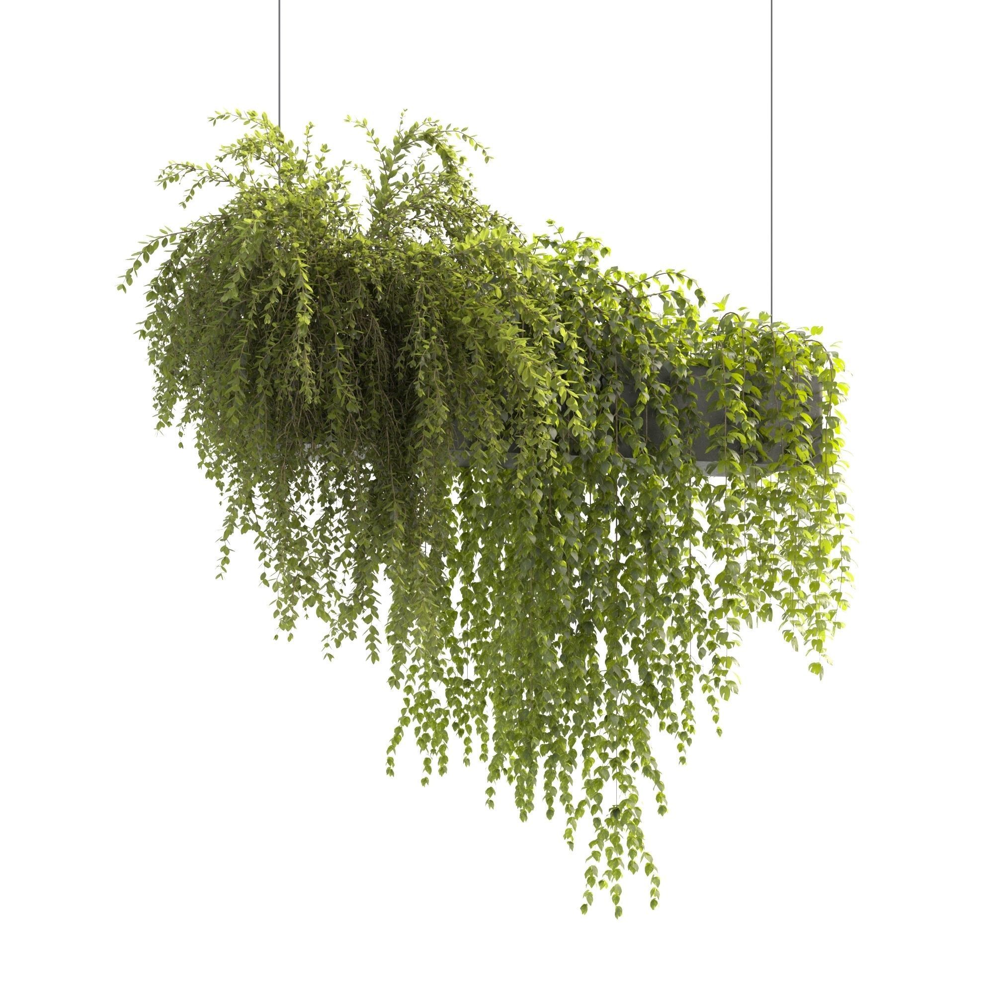 Plants Collection 22 3D model_3