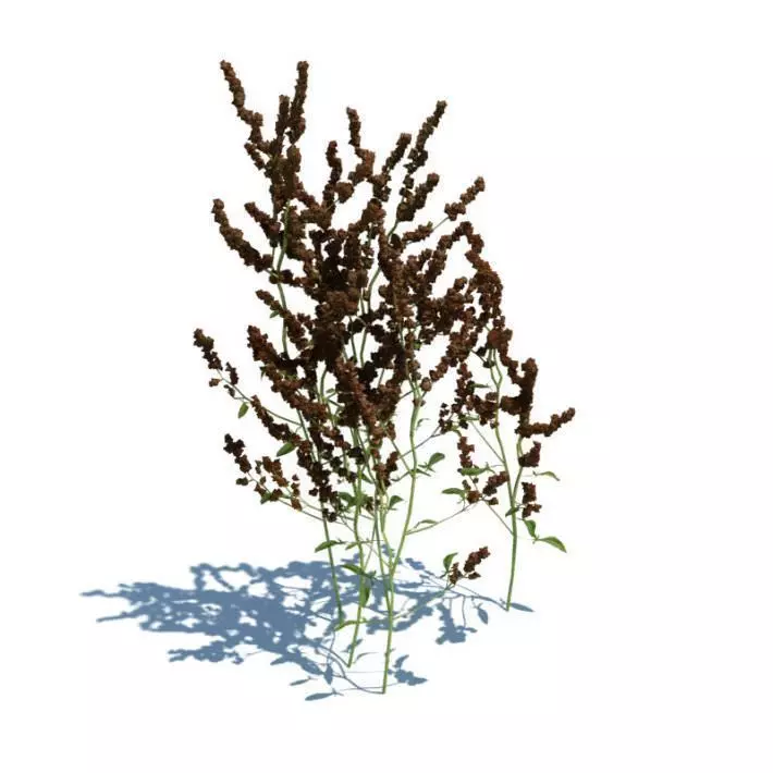 Brown Grass Plant 3D model_0