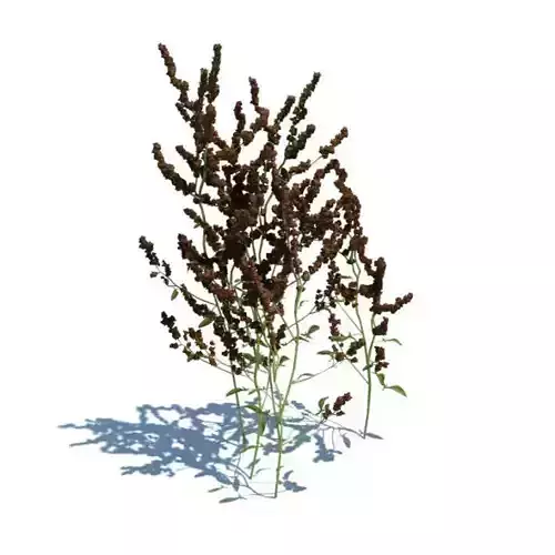 Brown Grass Plant