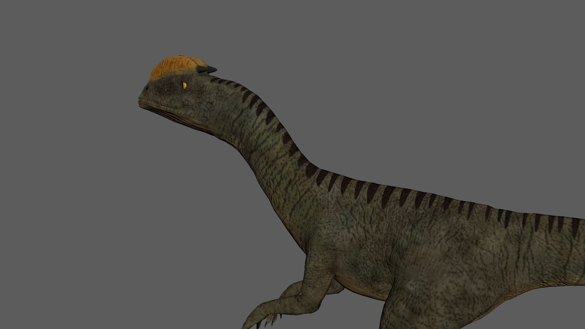 Velociraptor Low-poly 3D model dinosaur Low-poly 3D model_8