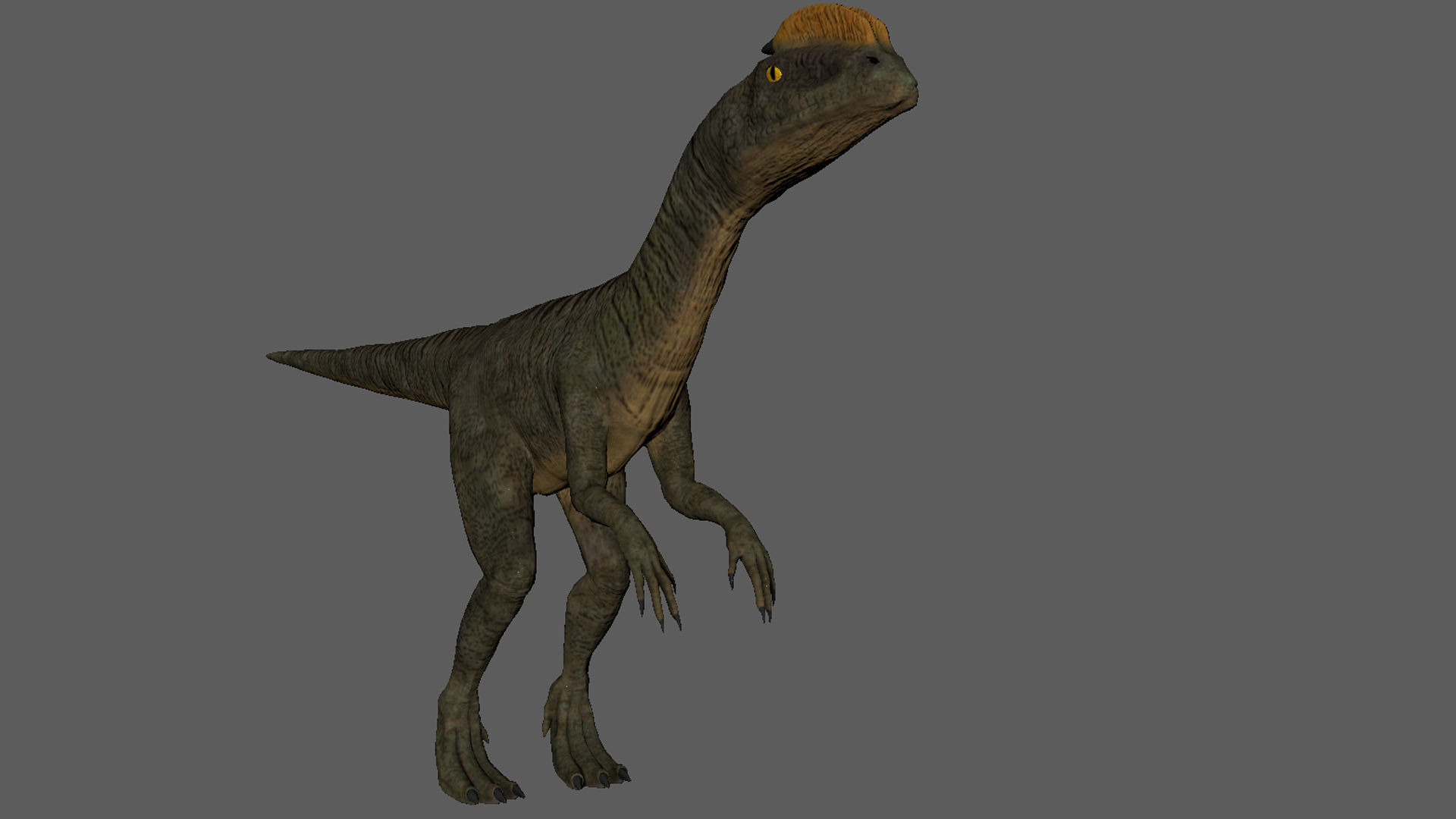 Velociraptor Low-poly 3D model dinosaur Low-poly 3D model_7
