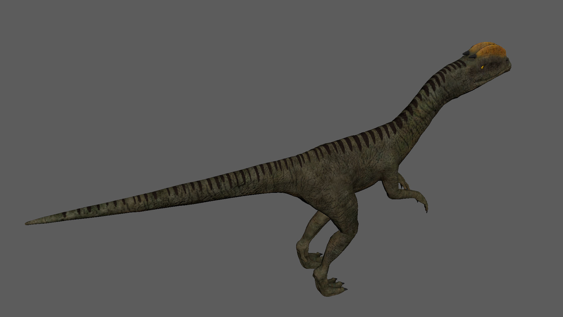 Velociraptor Low-poly 3D model dinosaur Low-poly 3D model_6