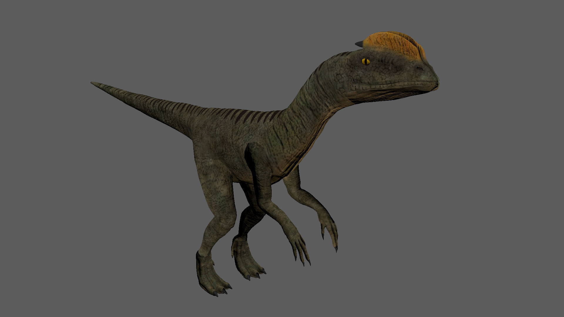 Velociraptor Low-poly 3D model dinosaur Low-poly 3D model_5