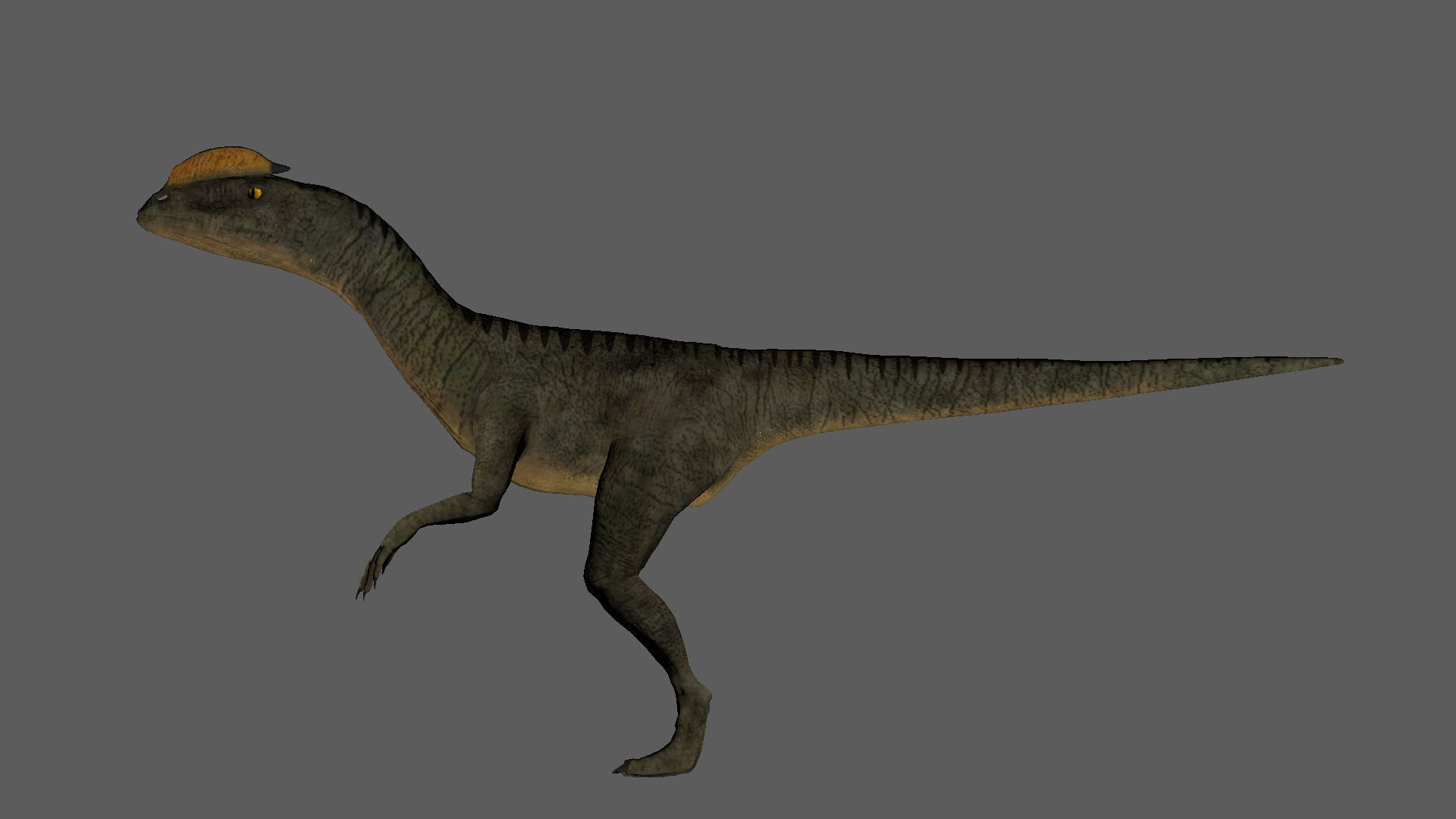 Velociraptor Low-poly 3D model dinosaur Low-poly 3D model_4