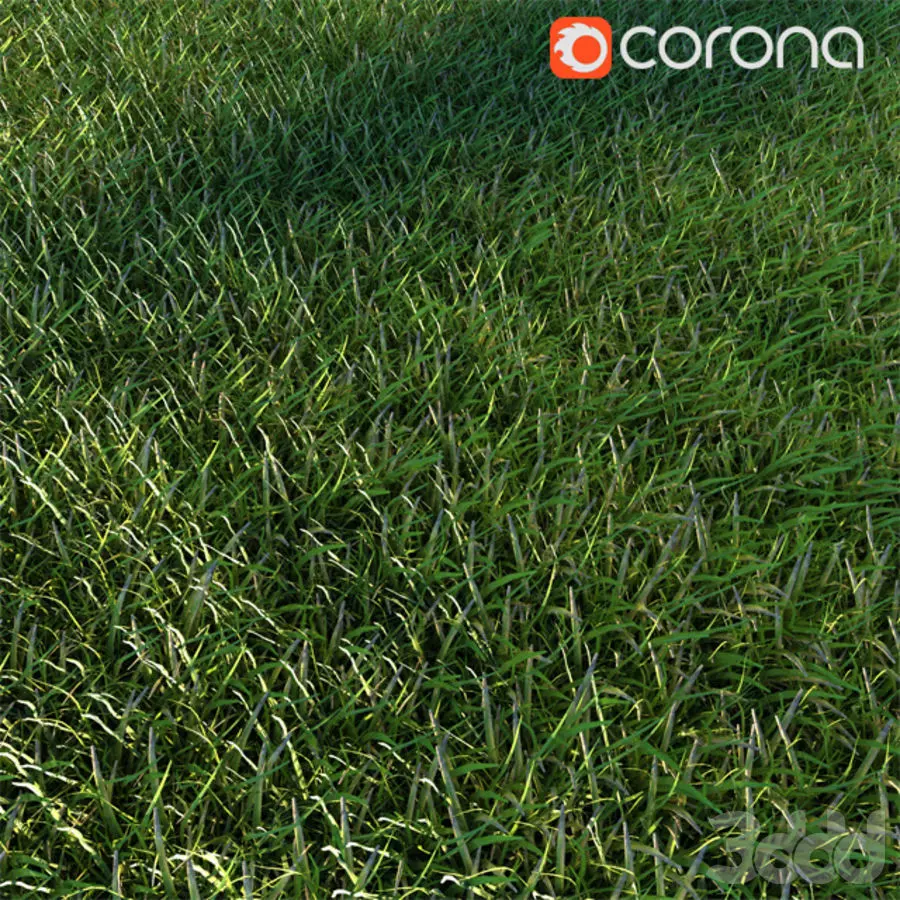 Grass texture Grass model 3D model