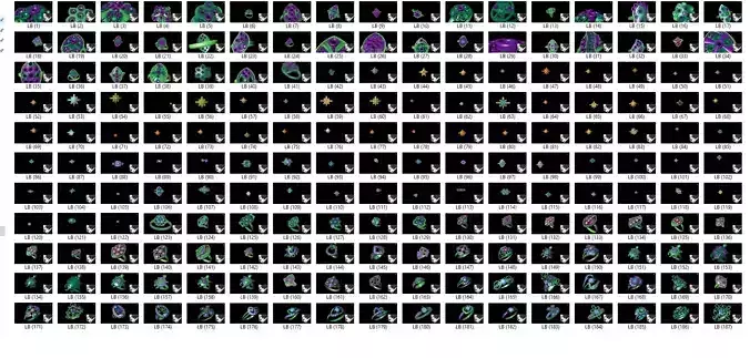 rings number of squares