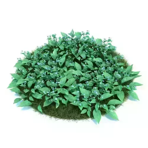 Green Omphalodes Verna Bush