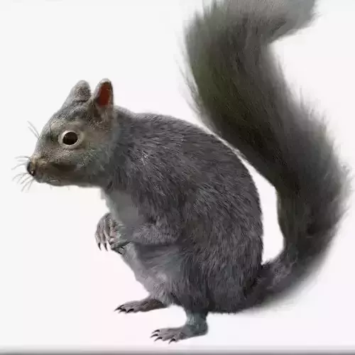 squirrel 3d model