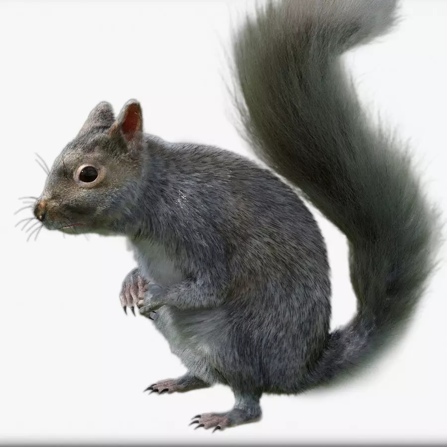 squirrel 3d model 3D model_0