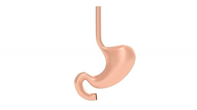 Human Stomach Anatomy 3D model