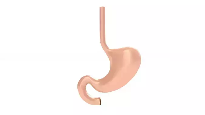 Human Stomach Anatomy 3D model