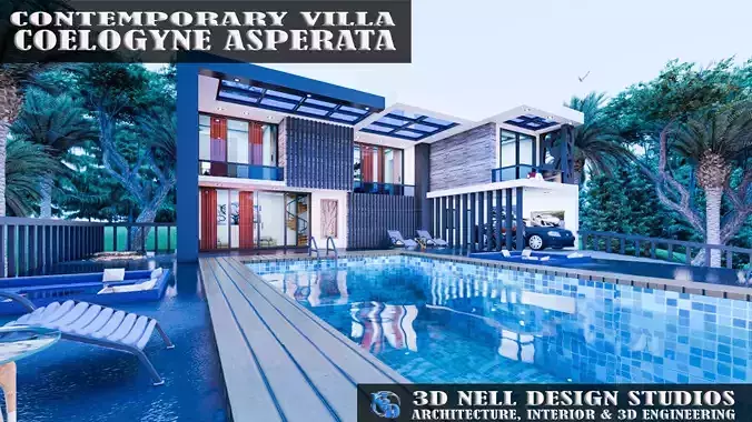 CONTEMPORARY VILLA COELOGYNE ASPERATA