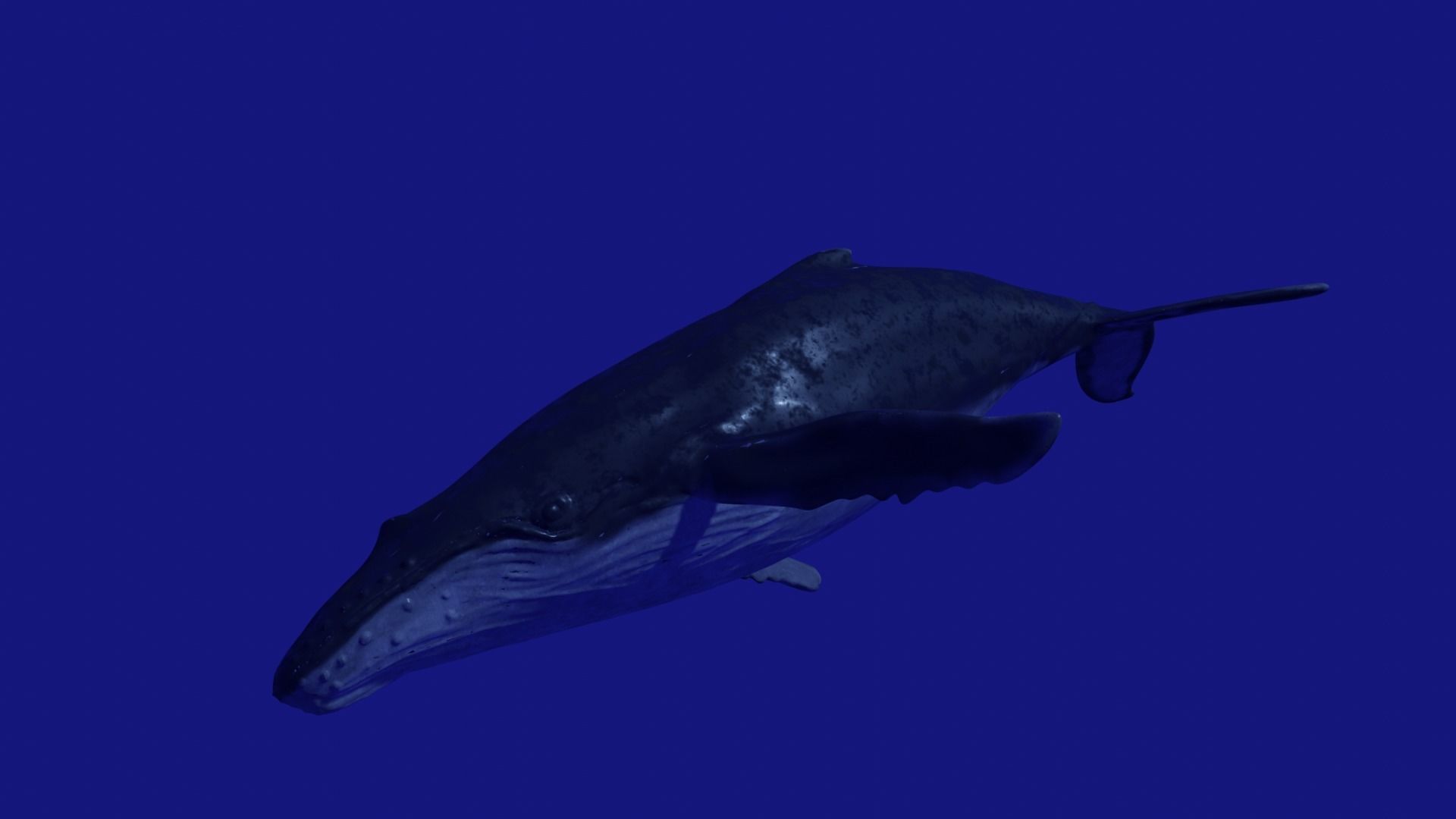 Humpback Whale 3D model_1