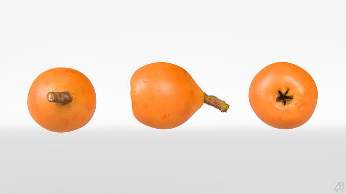 Loquat 3D model 5