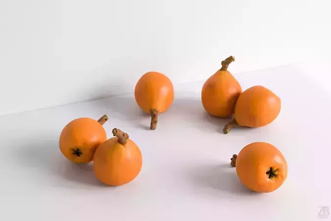 Loquat 3D model