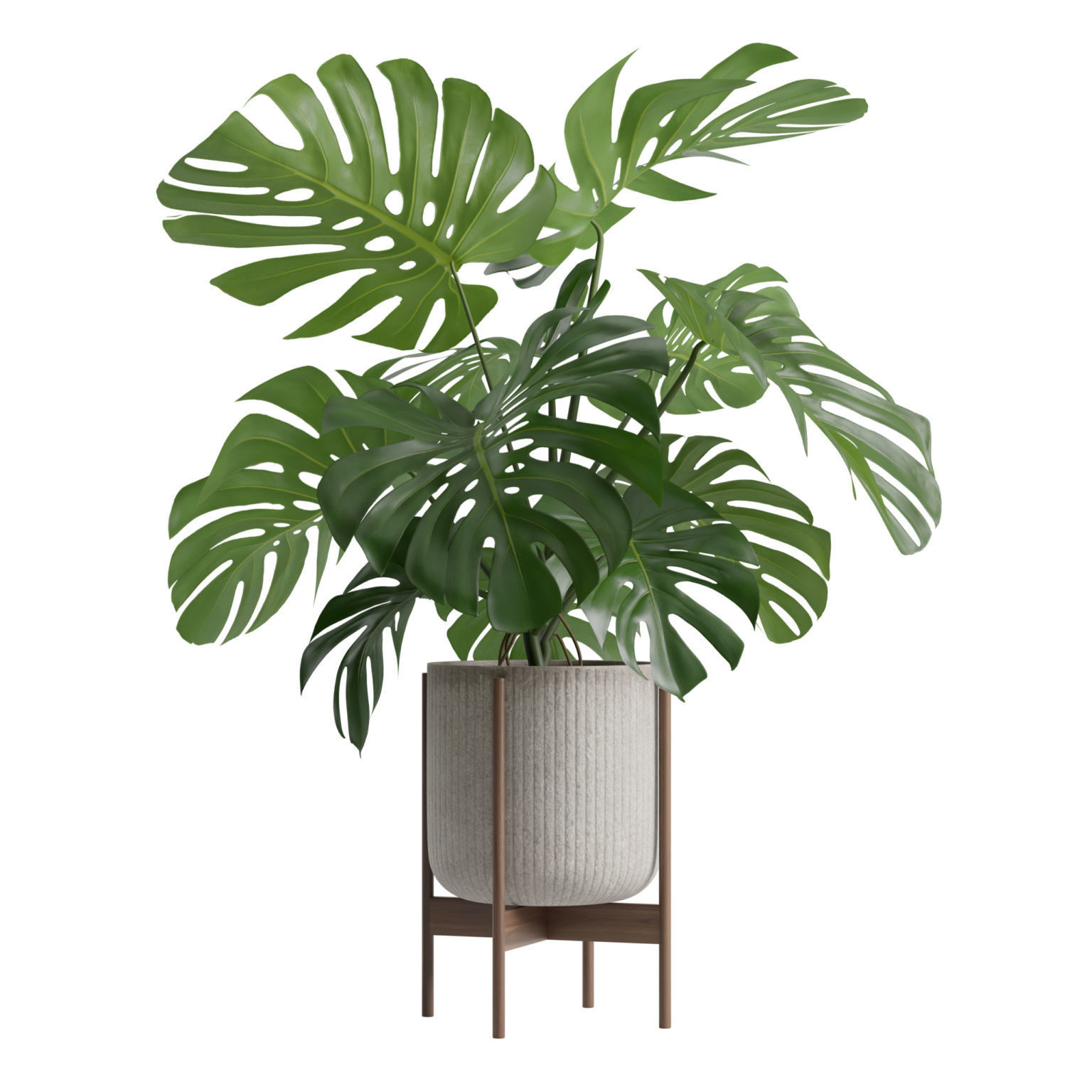 Potted Monstera Deliciosa 3D model_8