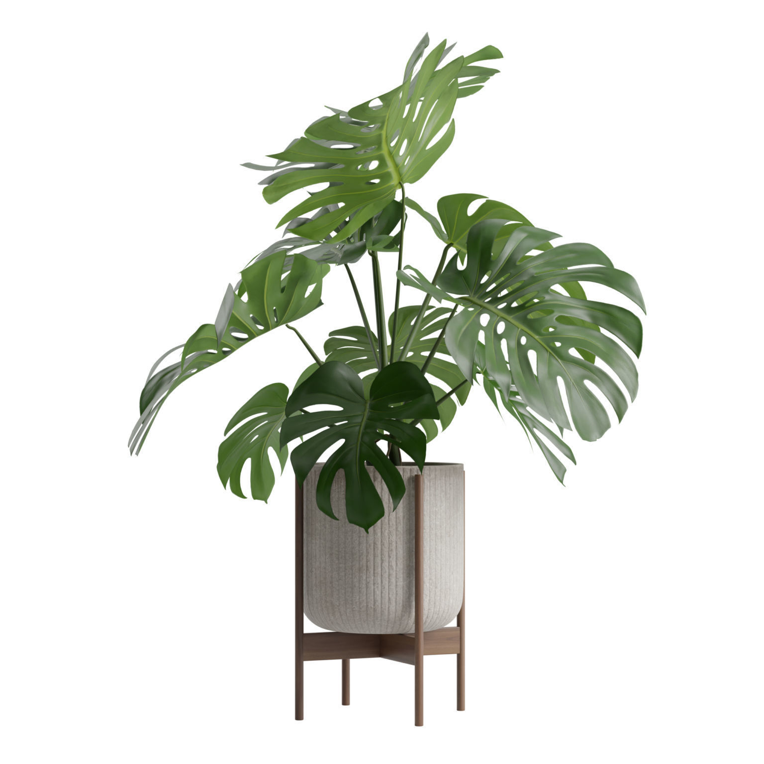 Potted Monstera Deliciosa 3D model_9