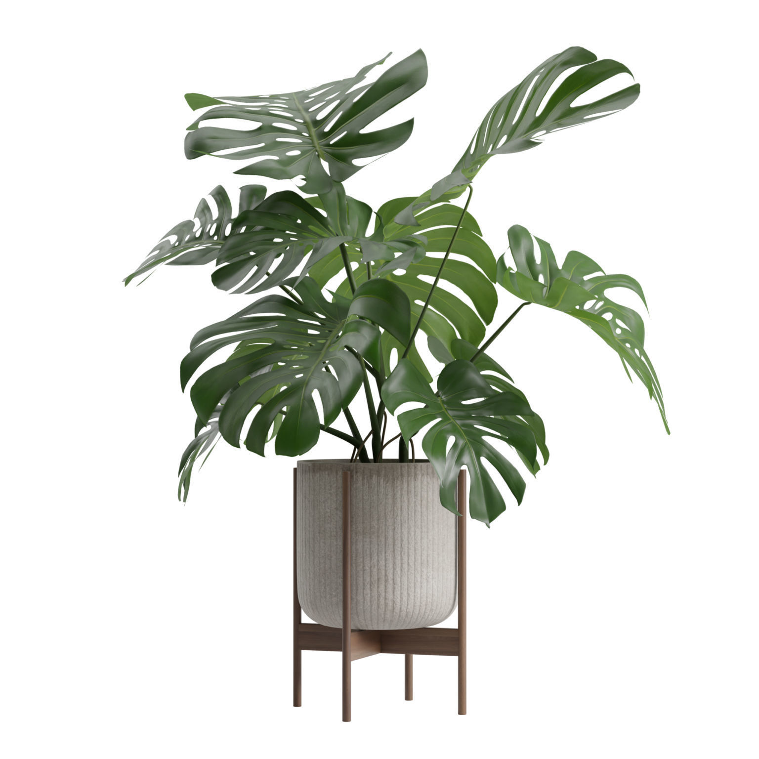 Potted Monstera Deliciosa 3D model_6