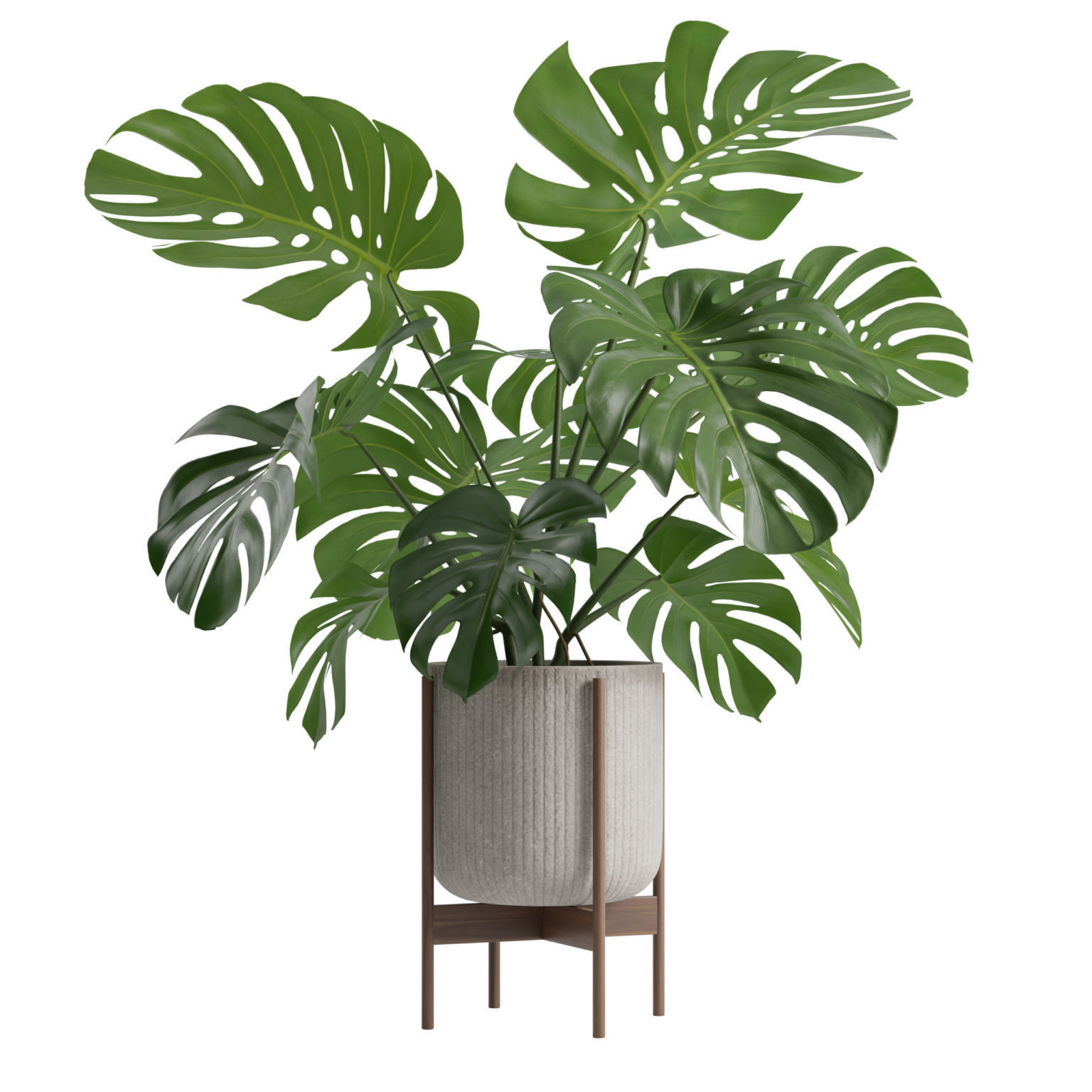 Potted Monstera Deliciosa 3D model_7
