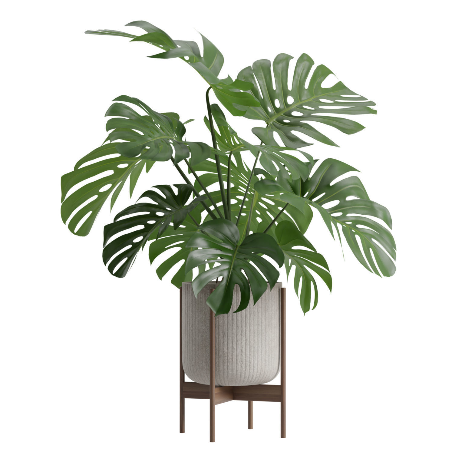 Potted Monstera Deliciosa 3D model_3