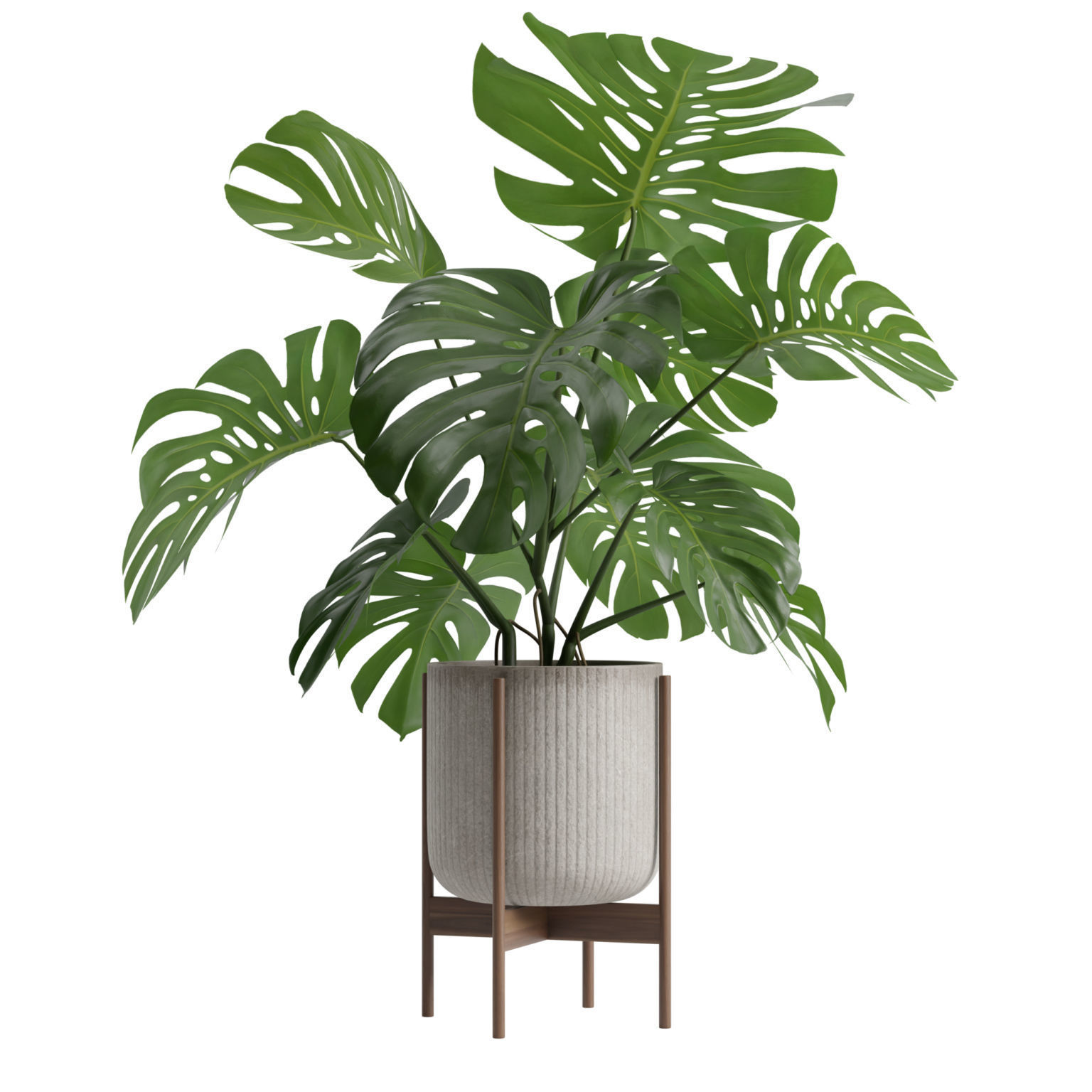 Potted Monstera Deliciosa 3D model_5