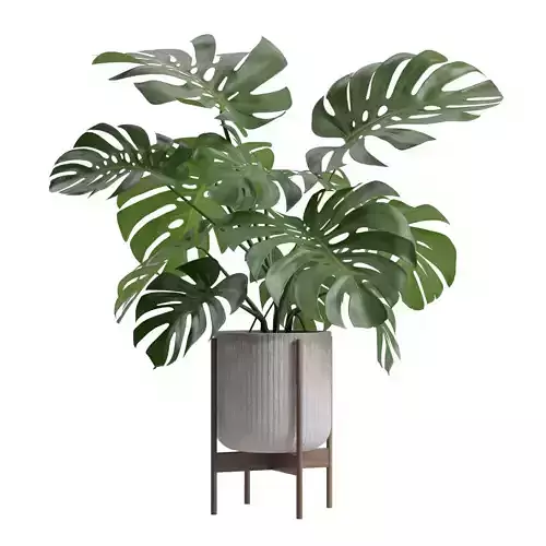 Potted Monstera Deliciosa 3D model