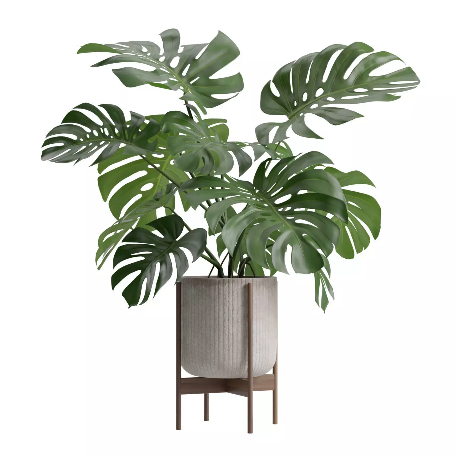 Potted Monstera Deliciosa 3D model_0