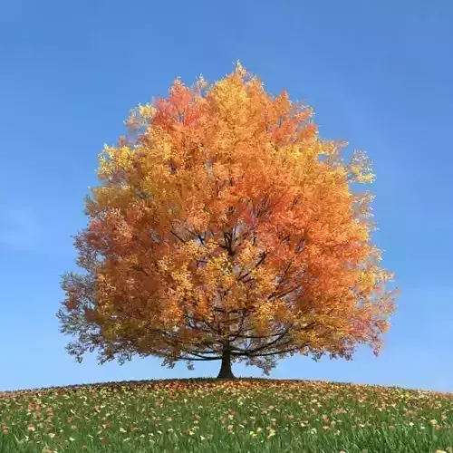 Tree In Fall 3D model