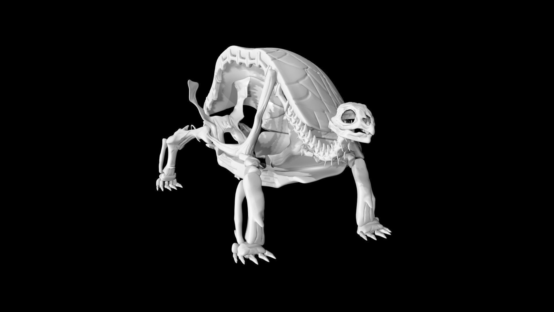 Tortoise skeleton Low-poly 3D model_7