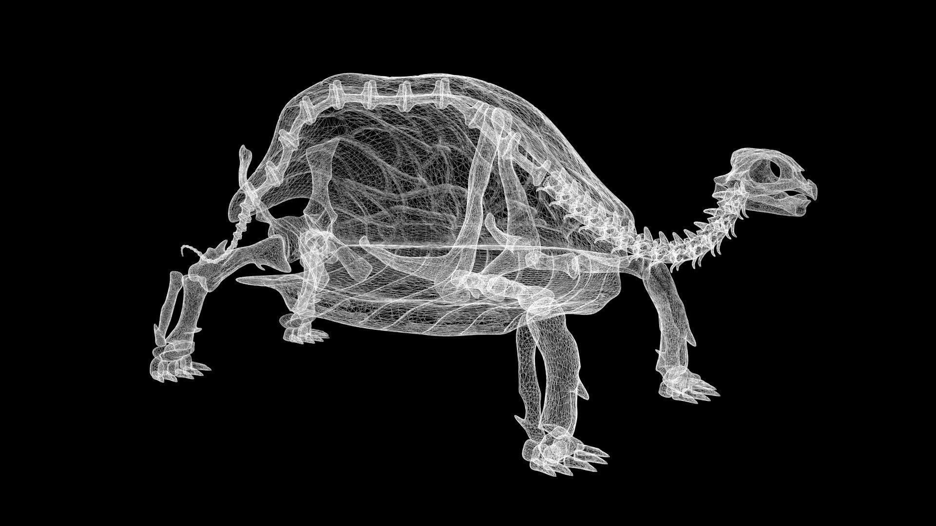 Tortoise skeleton Low-poly 3D model_8