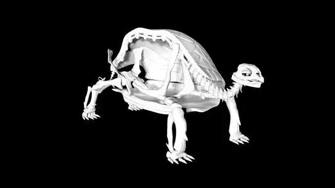 Tortoise skeleton Low-poly 3D model