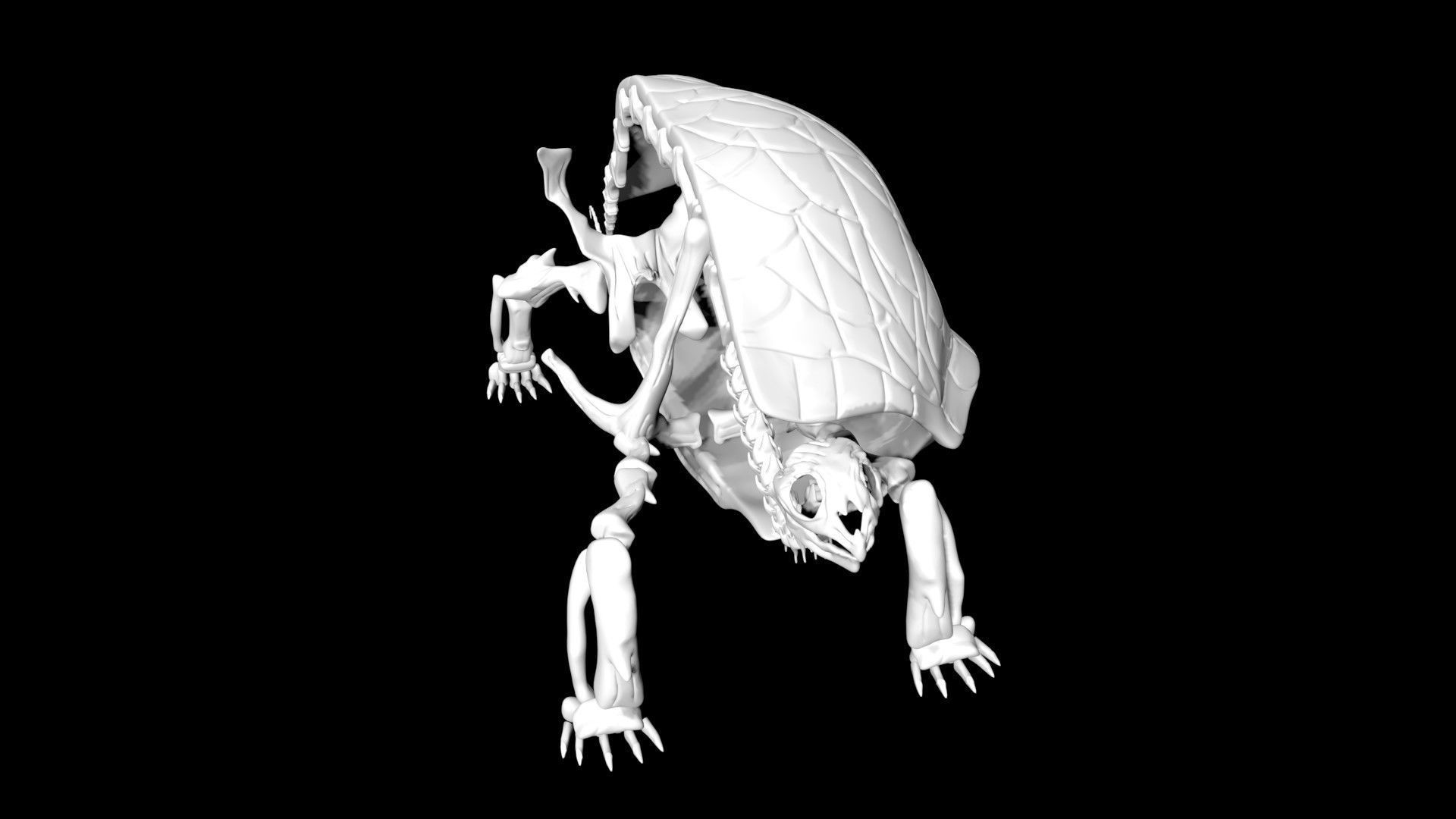 Tortoise skeleton Low-poly 3D model_2
