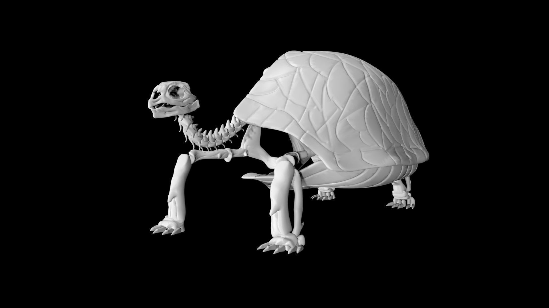 Tortoise skeleton Low-poly 3D model_4