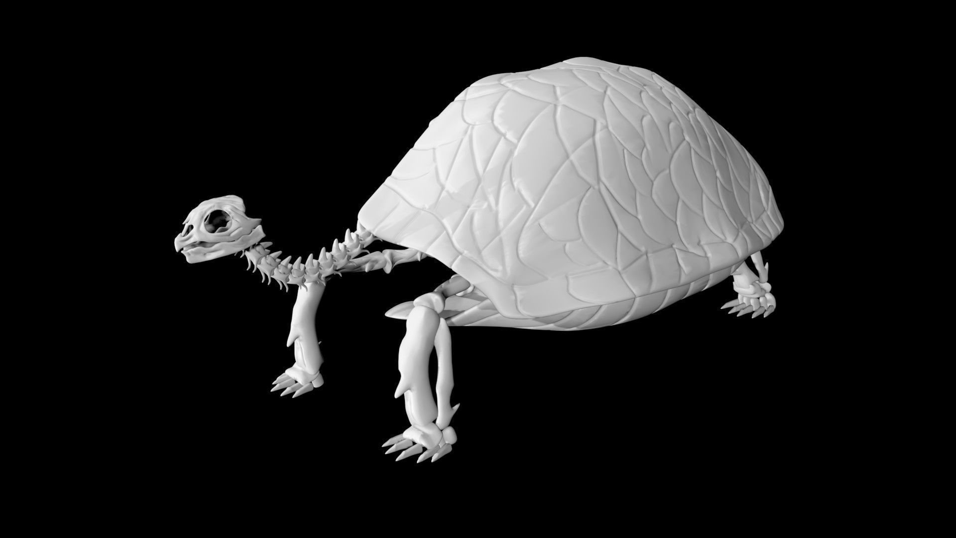 Tortoise skeleton Low-poly 3D model_3