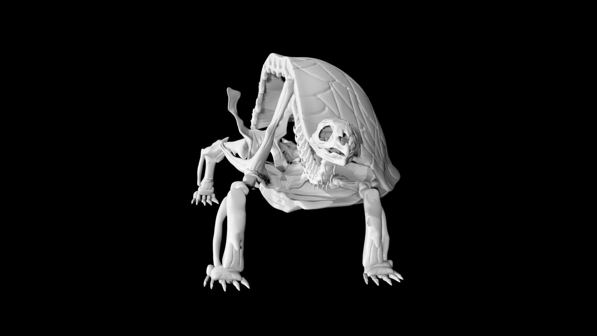 Tortoise skeleton Low-poly 3D model_5