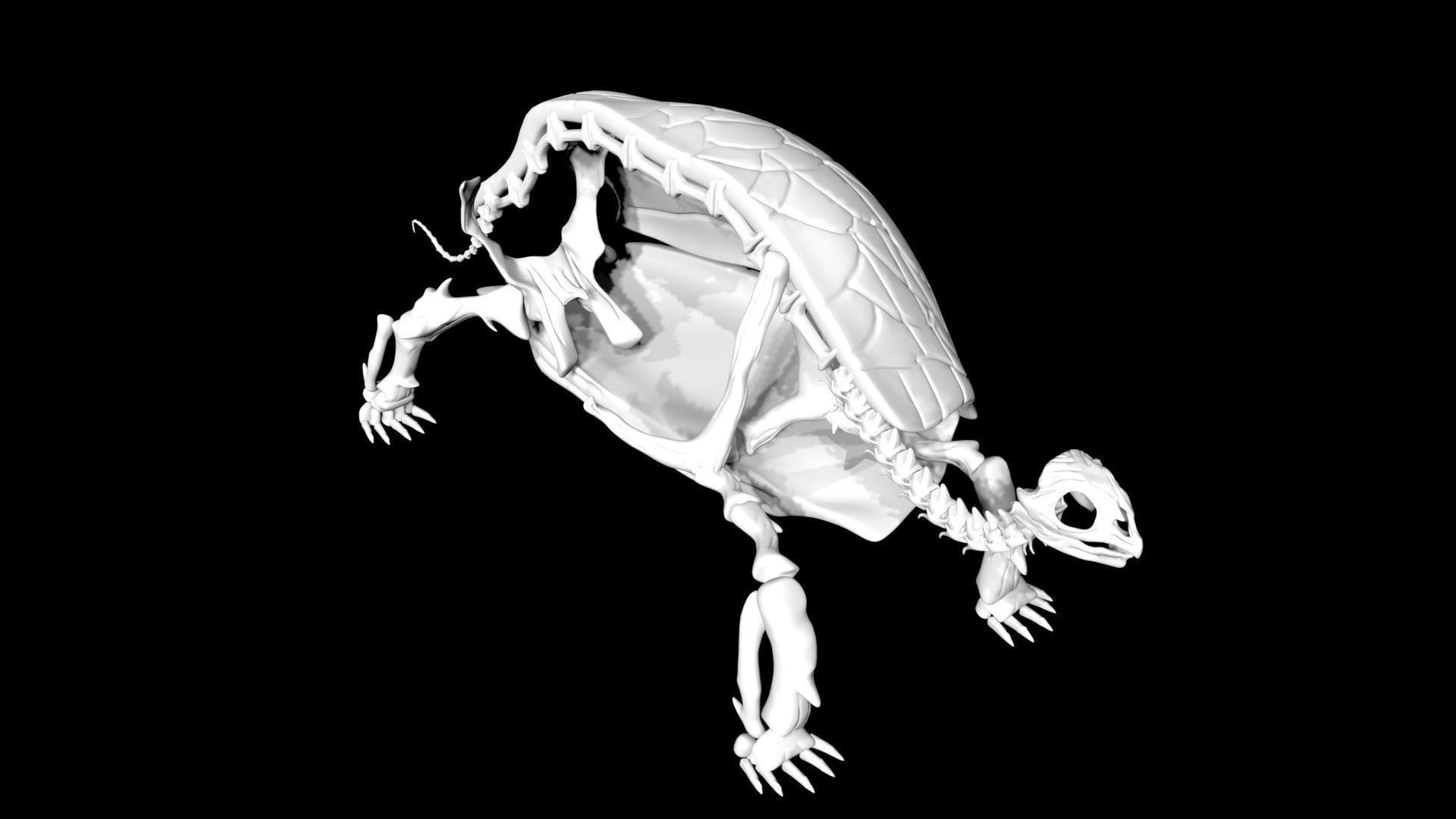 Tortoise skeleton Low-poly 3D model_1