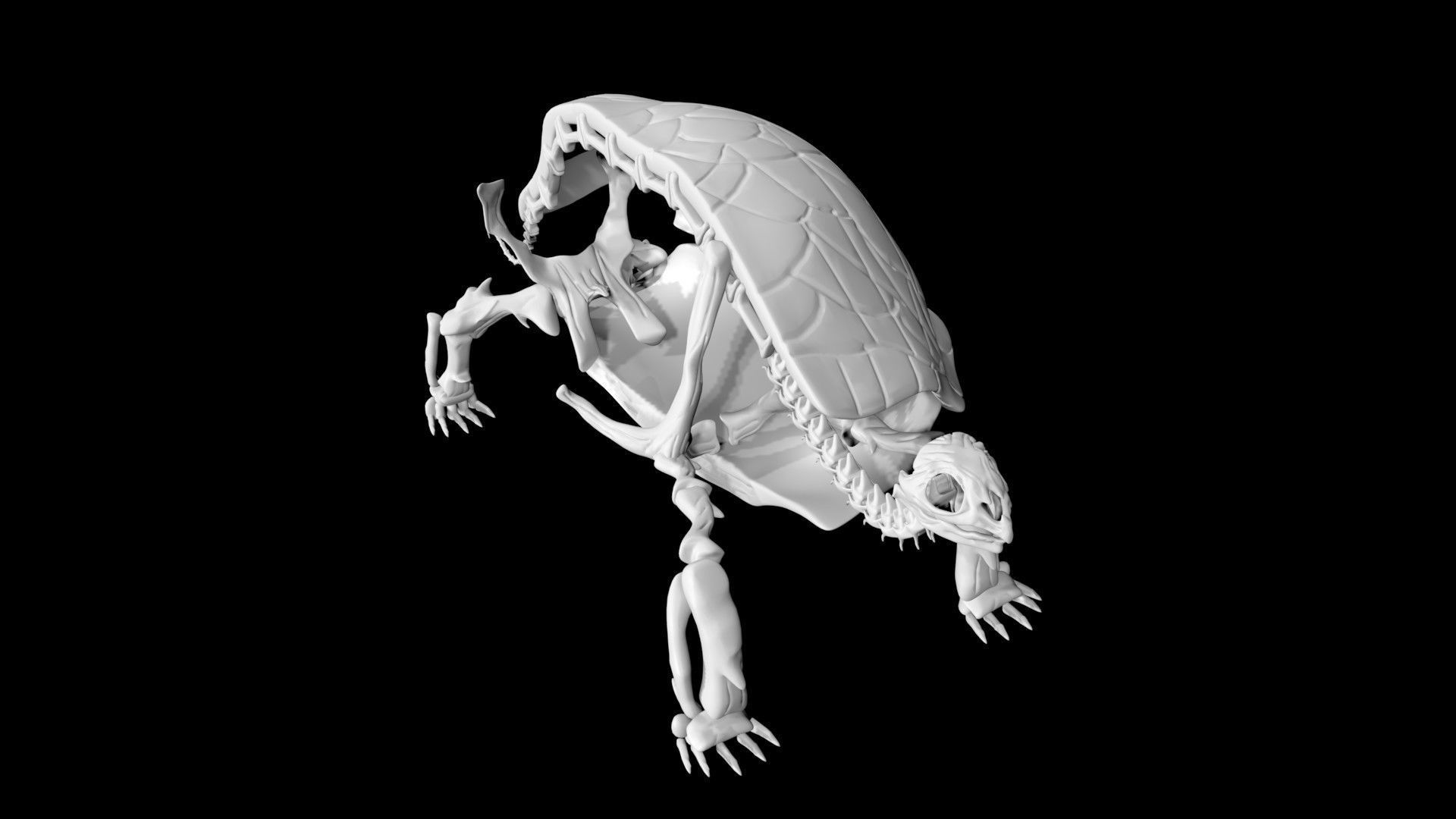 Tortoise skeleton Low-poly 3D model_6