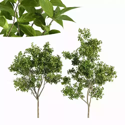 Prunus serotina 4tree 3D model