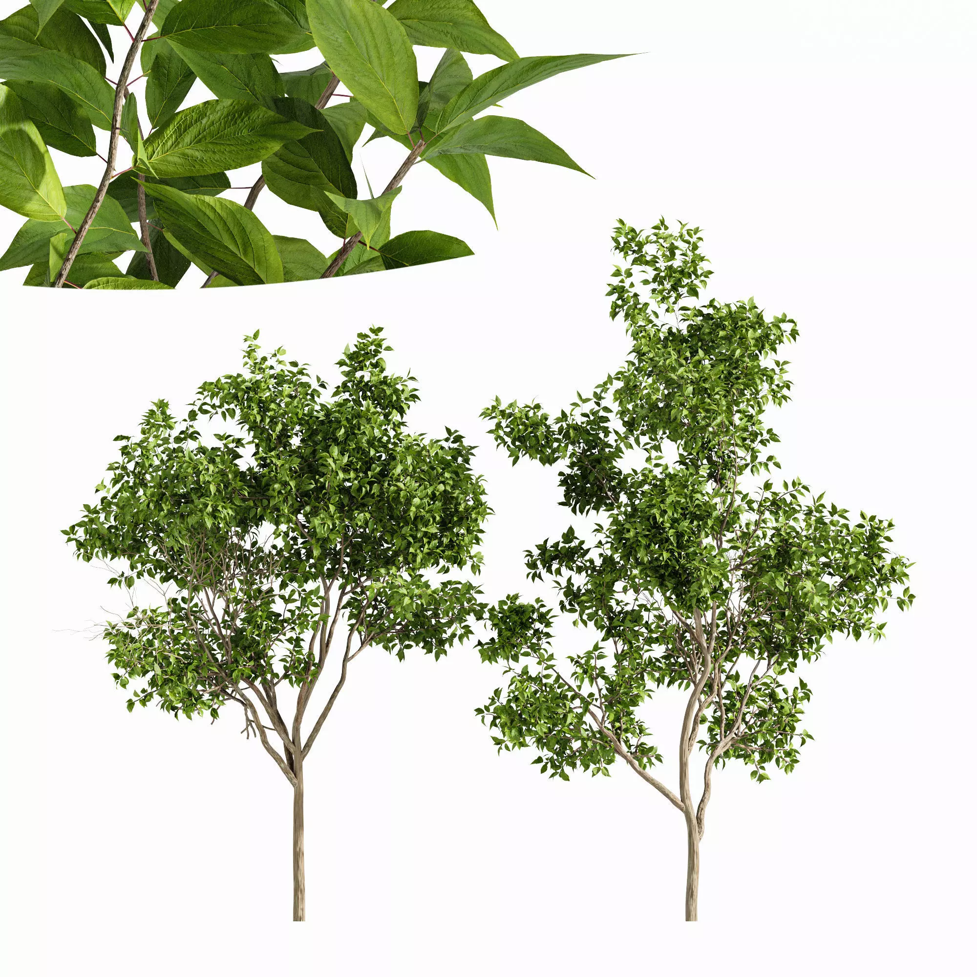 Prunus serotina 4tree 3D model_0