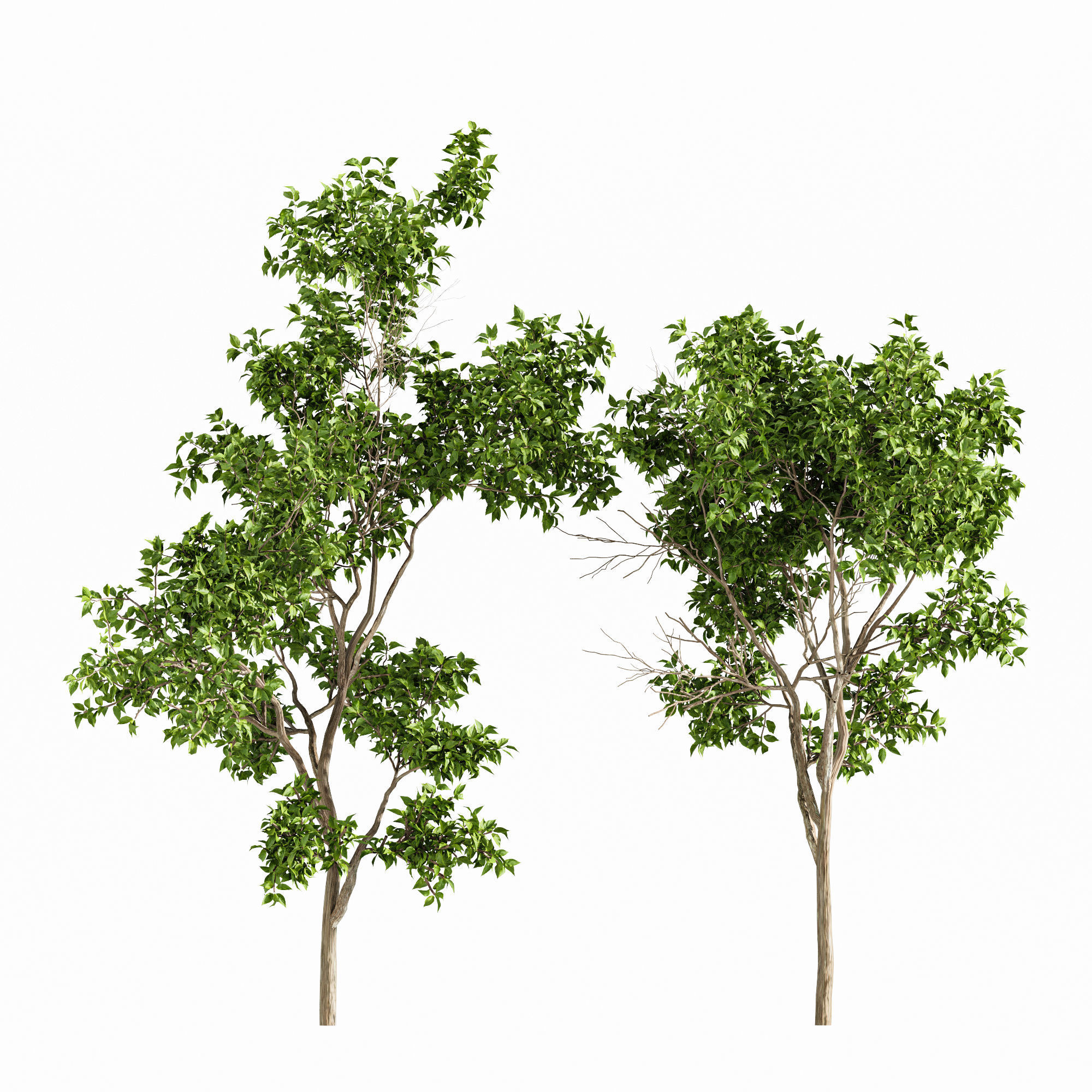 Prunus serotina 4tree 3D model_1