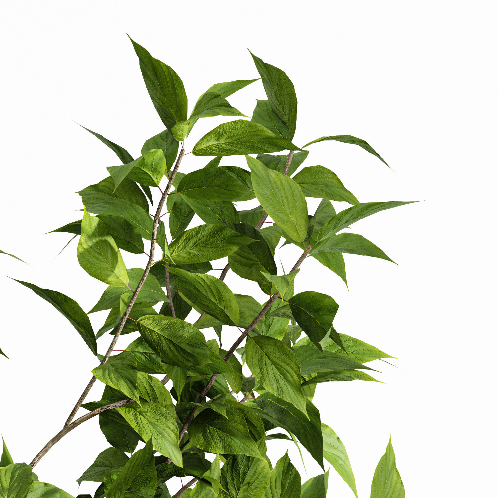 Prunus serotina 4tree 3D model_2