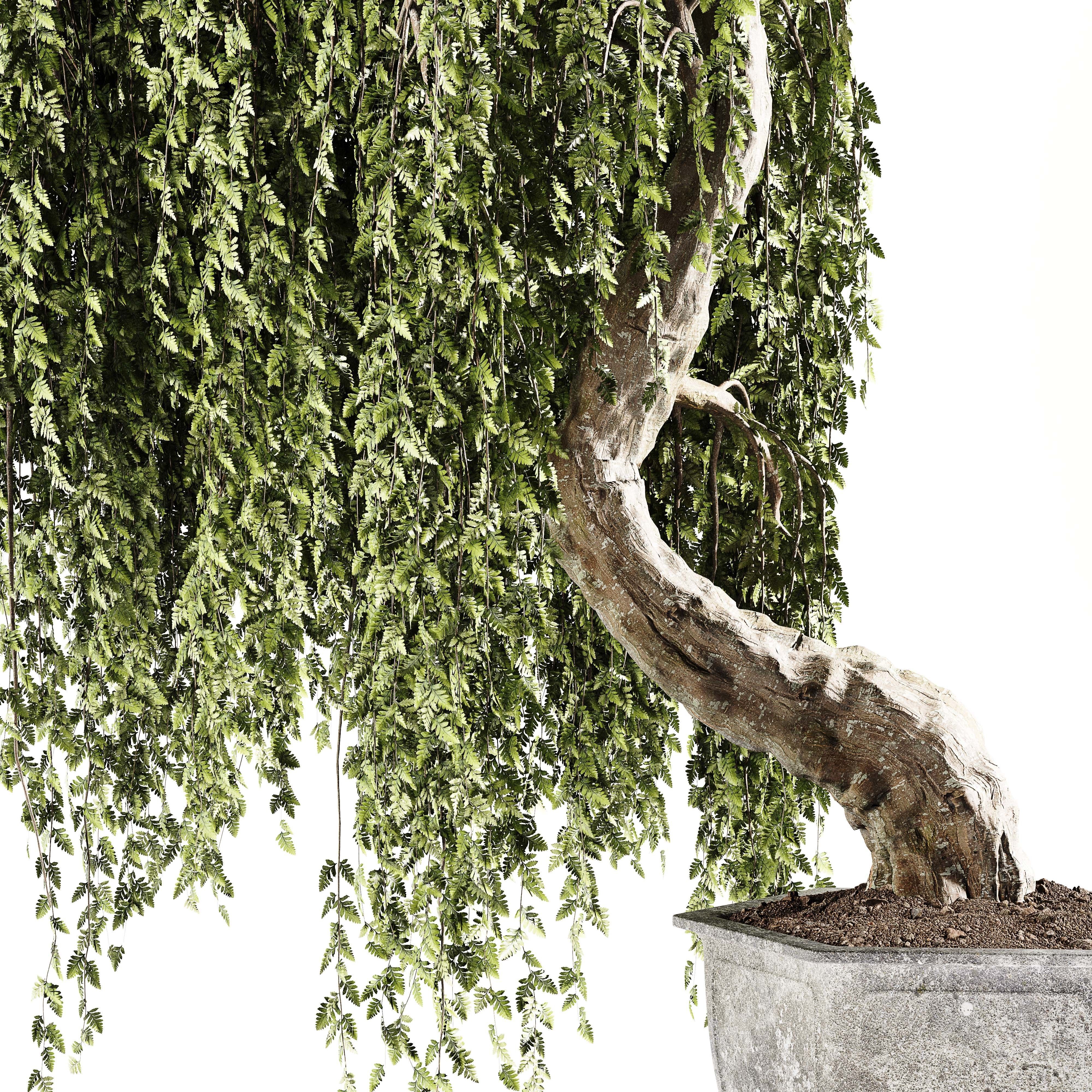 Bonsai plant 02 3D model_2