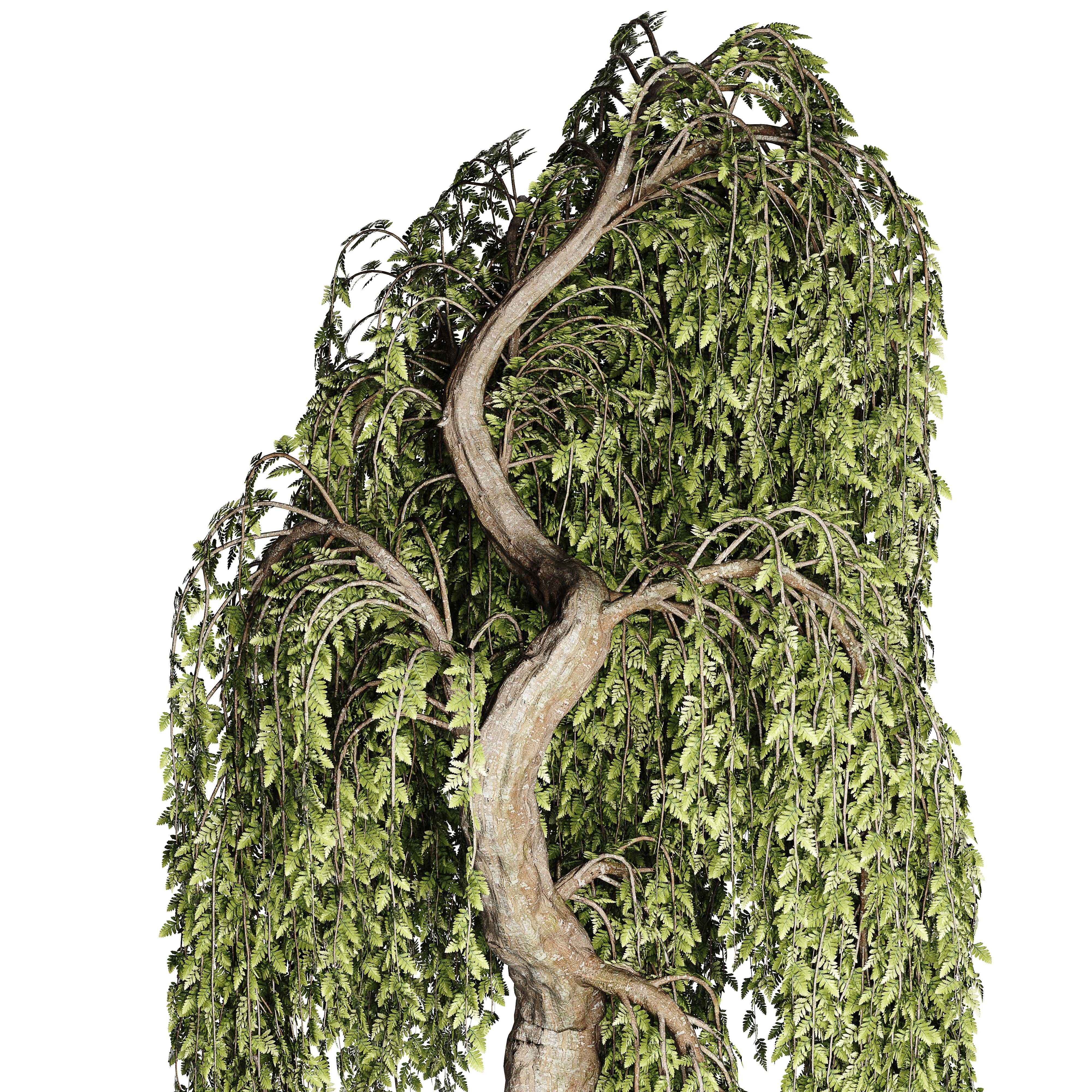 Bonsai plant 02 3D model_1