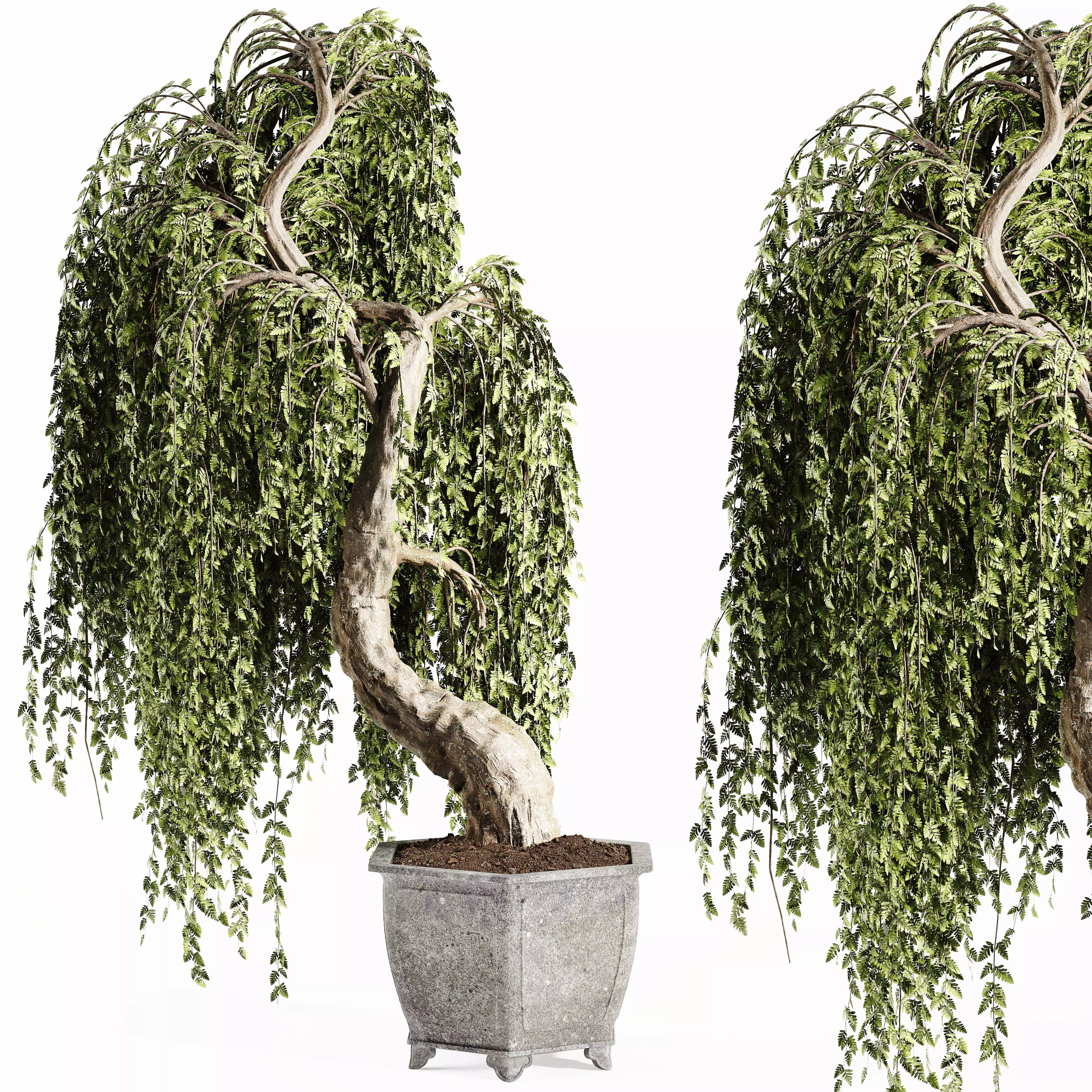 Bonsai plant 02 3D model_0