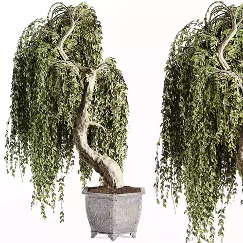 Bonsai plant 02 3D model