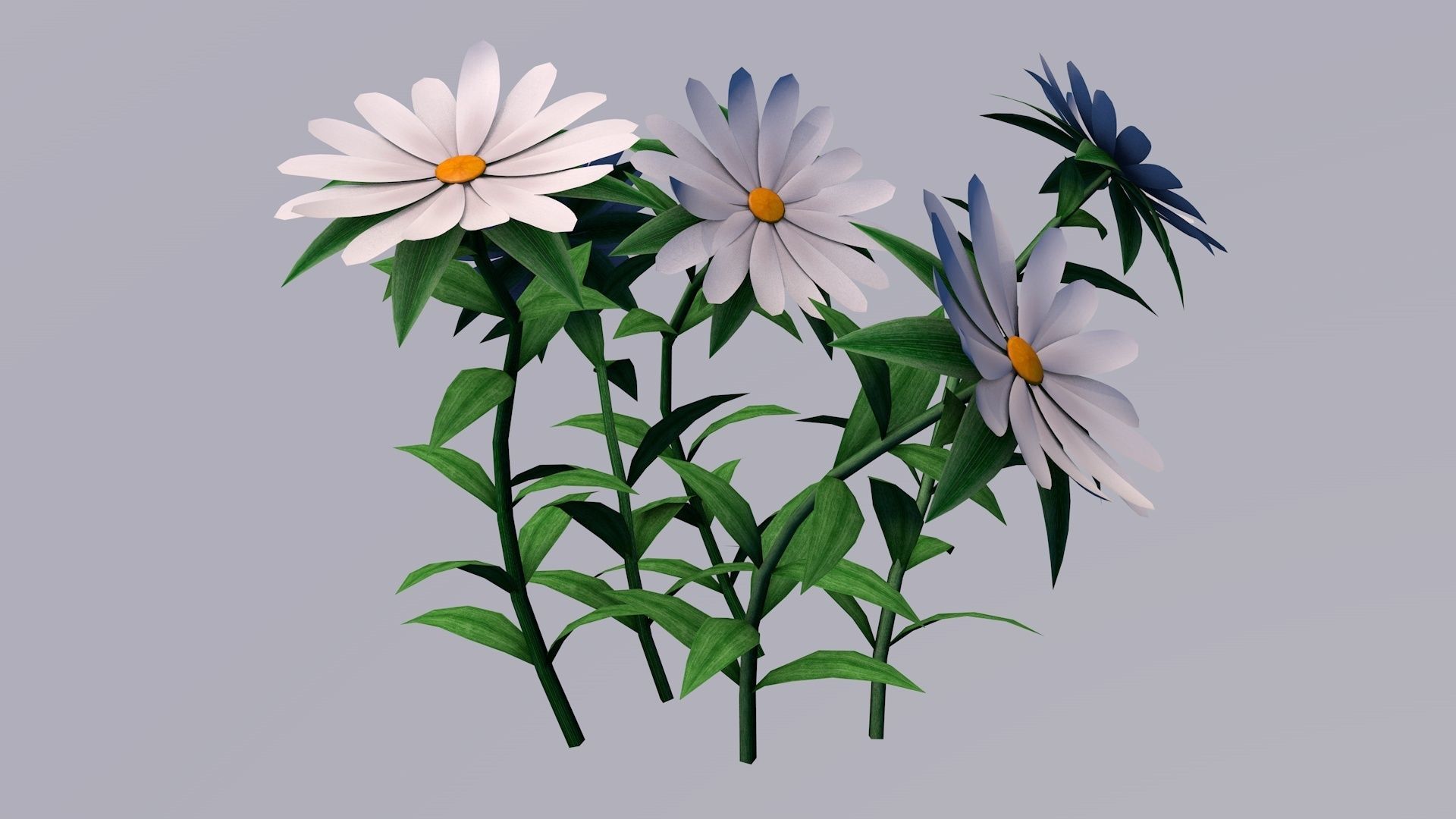 White Chamomiles Flowers  Low poly  Game ready Low-poly 3D model_6
