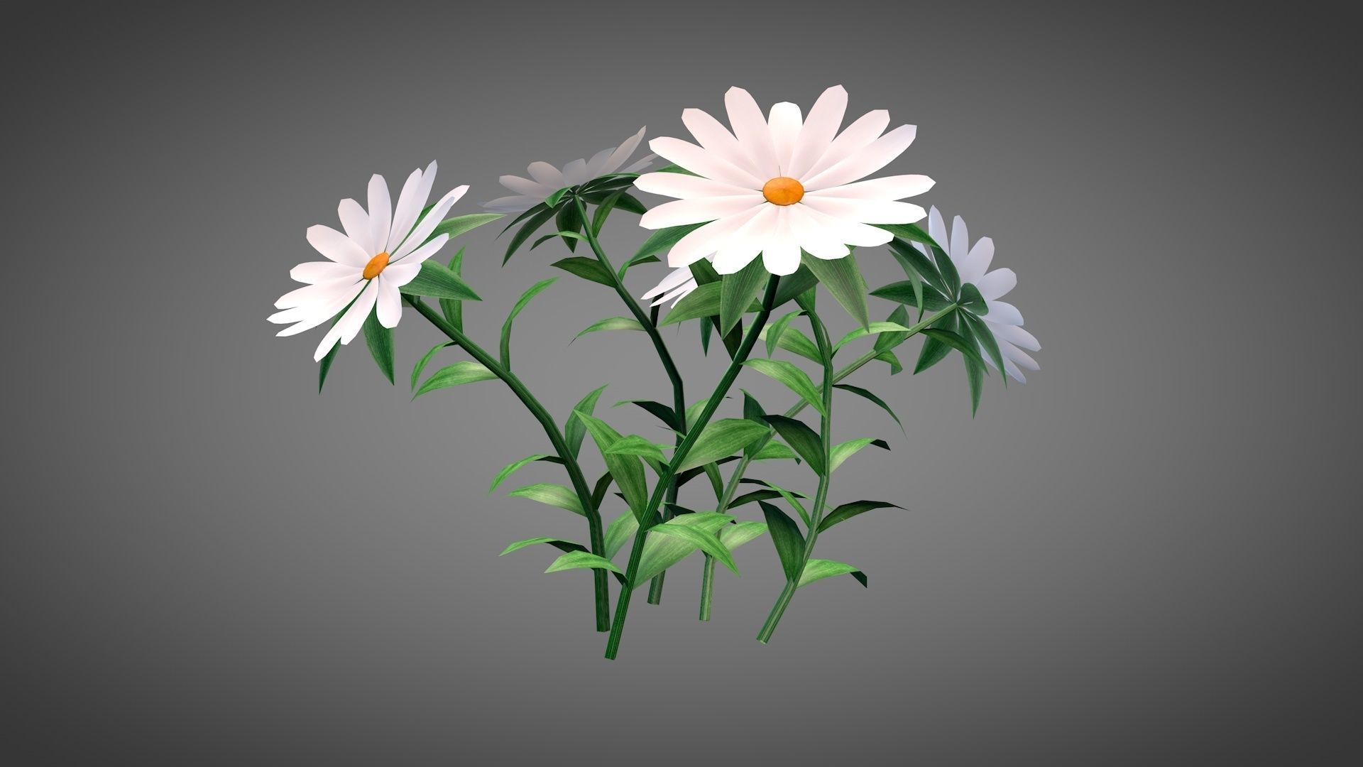 White Chamomiles Flowers  Low poly  Game ready Low-poly 3D model_1